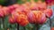 Flower bed of orange tulips on day time, group of fresh tulip flowers in a spring field