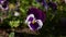 Flower Bed with pansies of different colors. Viola wittrockiana flowers in a garden are moving in wind. Closeup