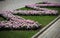 Flower bed with pink petunias, zigzag placing