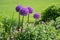 Flower bed with purple allium balls and cranesbill, green grass background