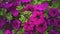 Flower bed.Purple magenta,violet petunias wave purple classic in garden,fluffy pubescent green foliage.Gardening concept