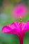 Flower Bed with purple petunias, Colourful purple-red petunia flower close up, Petunia flowers bloom, petunia blossom, Petunia