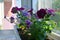 Flower bed with purple petunias in pot. Balcony greening.