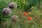 Flower bed with red papaver rhoeas poppies and purple allium giganteum giant onions