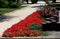 Flower bed with red petunias near pavement