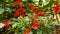 A flower bed of Salvia Splendens or Scarlet sage