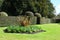 Flower Bed and Topiary, Hinton Ampner Garden, Hampshire, England.