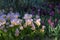 Flower bed of Tulipa saxatalis, lily flowered tulips and lavender