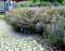 Flower bed of various cereals surrounded by granite paving