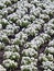 Flower bed with white flowering horned violets Viola cornuta laid out in rows