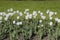 A flower bed with white tulips. White tulips, bulbous plants. White flowers