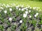 A flower bed with white tulips. White tulips, bulbous plants. White flowers