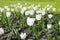 A flower bed with white tulips. White tulips, bulbous plants. White flowers