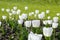 A flower bed with white tulips. White tulips, bulbous plants. White flowers