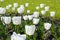 A flower bed with white tulips. White tulips, bulbous plants. White flowers