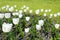 A flower bed with white tulips. White tulips, bulbous plants. White flowers