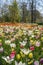 A flower bed with white tulips and yellow daffodils with fritillaries in the background