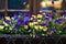 Flower bed on the windowsill of the house in airon-shod pot. Multicolored pansy flowers in the urban landscape.