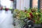 Flower bed on the windowsill of the house in a wrought iron pot. Multicolored flowers in the urban landscape.