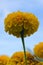 A flower bed of yellow blooming marigolds growing in the garden