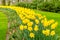 Flower bed with yellow daffodil flowers blooming in the Keukenhof spring garden from Lisse- Netherlands.;