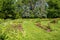 Flower beds in the Elizabeth Park annual garden