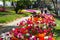 Flower beds with multicolored tulips in the tulip festival Emirgan Park, Istanbul, Turkey