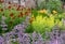 Flower beds at Oxburgh Hall, Norfolk UK. Purple Catmint, also known as Nepeta Racemosa or Walker`s Low in foreground.