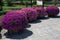 Flower beds of pink petunias in the shape of a ball in the park on a summer day