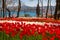 Flower beds with red and white tulips in the tulip festival Emirgan Park, Istanbul, Turkey.