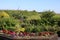 Flower beds in sensory garden, Pilling, Lancashire