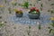 Flower beds an street with cobbled sidewalks stone cobblestone mosaic. spring bulbs bloom in front of perennials in a gravel bed.