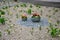 Flower beds an street with cobbled sidewalks stone cobblestone mosaic. spring bulbs bloom in front of perennials in a gravel bed.