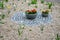 Flower beds an street with cobbled sidewalks stone cobblestone mosaic. spring bulbs bloom in front of perennials in a gravel bed.