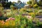 flower beds and vegetable patches in a diverse, vibrant community garden