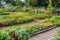 flower beds and vegetable patches in a diverse, vibrant community garden