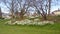 Flower beds of white Daffodils at Greenlake Park