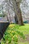 Flower beds with yellow daffodil flowers