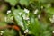 Flower of the Bedstraw plant Galium pusillum