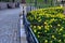 Flower bedwith daffodil plants bulb  in park cast iron lamp with metal fence ornaments old building lots of flowers green color