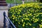 Flower bedwith daffodil plants bulb  in park cast iron lamp with metal fence ornaments old building lots of flowers green color