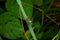 Flower bees perch on the leaves