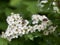 Flower beetle on blooming whitethorn