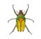 Flower beetle, Chlorocala quadrimaculata, isolated on white