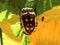 Flower beetle eating pumpkin flowers