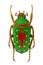 Flower beetle Stephanorrhina guttata