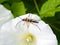 On the flower is the beetle Strangalia attenuata