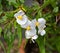 Flower of the Begonia dregei. Botanical Garden, KIT Karlsruhe, Germany, Europe