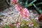 Flower of Begonia â€˜Dancing webâ€™