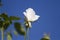 Flower bench in the garden with blue sky